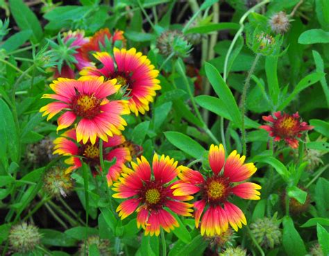 Gaillardia At Arch Creek Memorial Park