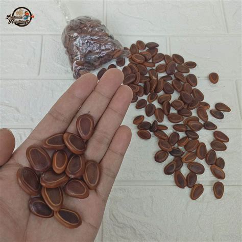 Biji Sengon Buto Isi Butir Lazada Indonesia