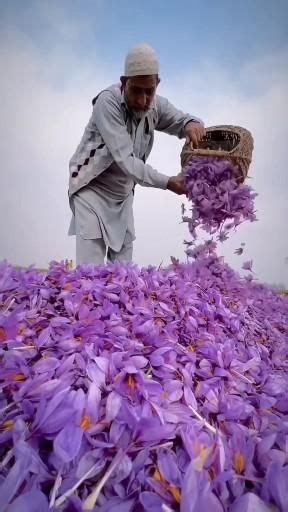 Blooming Saffron Flowers From A Saffron Field In Kashmir Video