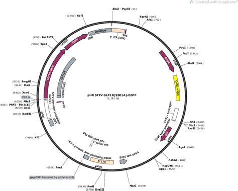 Addgene Phr Sffv Glp R S A Egfp