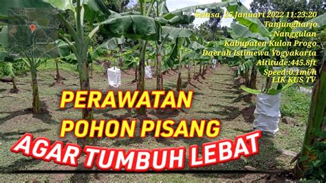 Perawatan Pohon Pisang Agar Cepat Besar Youtube