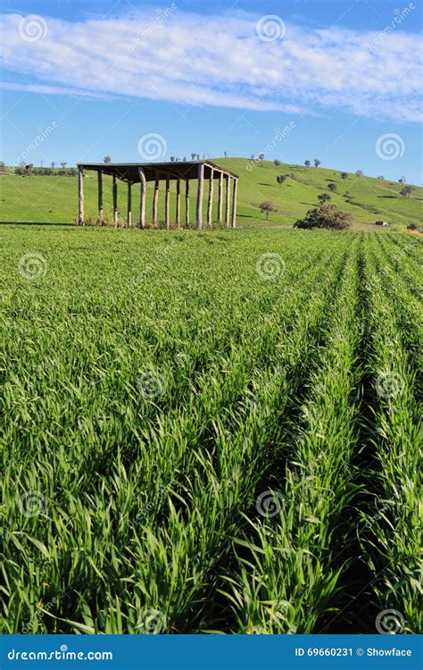 Farmers Crops Agriculure Stock Image Image Of Field 69660231