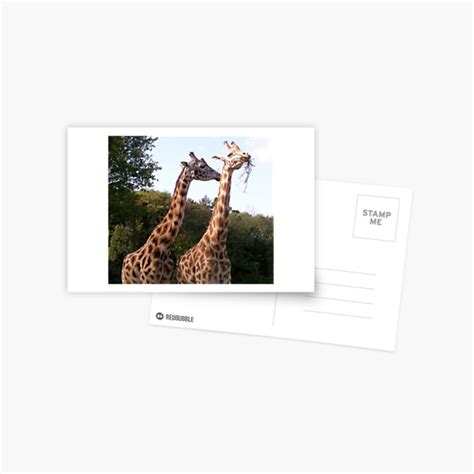 Giraffes At Paignton Zoo Postcard For Sale By Lezvee Redbubble