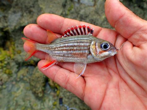 Squirrelfish Dusky Pmk00001