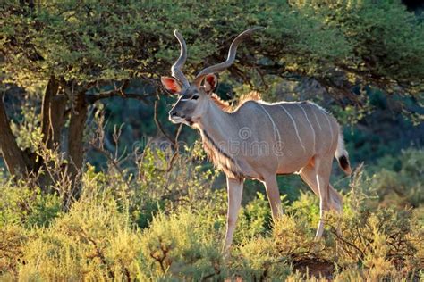 Kudu Antelope in Natural Habitat Stock Photo - Image of antelope, mammal: 160884224