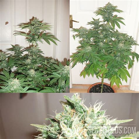 Cannabis Strain Focus: Hash Plant from Sensi Seeds - Sensi Seeds