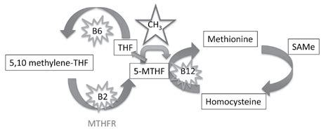 MTHFR Clinical Considerations: A Review | 2014-09-01 |… | Relias Media