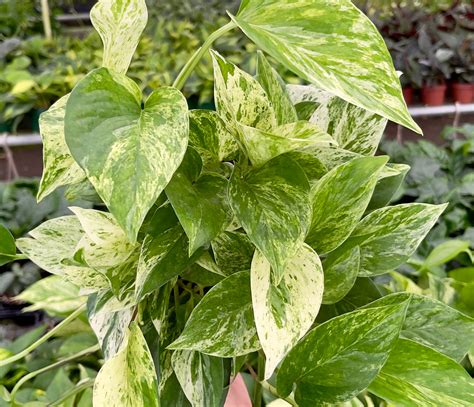 Pothos Care The Complete Guide Bwh Plant Co