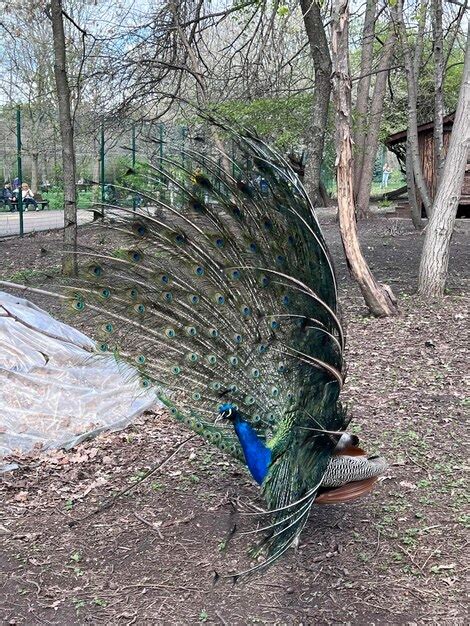 Premium Photo Close Up Of Peacock Showing Its Beautiful Feathers Male