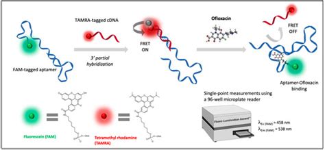 Antibiotics Free Full Text Investigation Of A Truncated Aptamer For Ofloxacin Detection