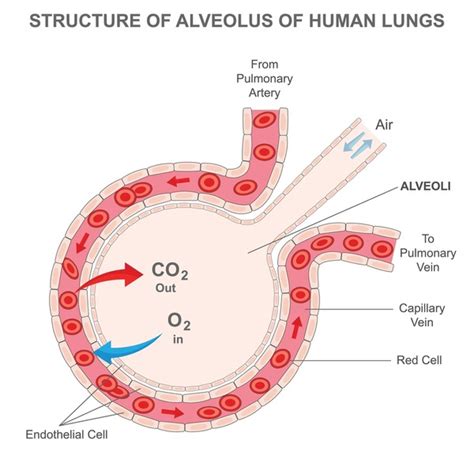 Alveoli And Capillaries Diagram