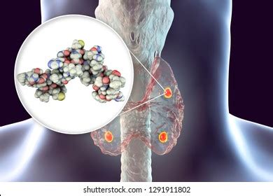 Human Parathyroid Hormone Molecular Model D Stock Illustration