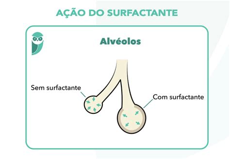 O Que É Surfactante - Resumo de Surfactante: função, reposição e mais!