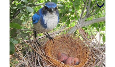 Blue Jays Nesting Habits 2024: When, Where & How They Nest!