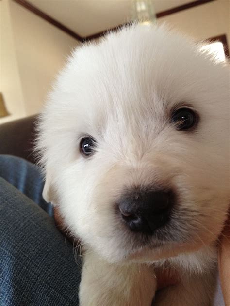 Great Pyrenees Puppies For Sale | Great Pyrenees Puppies for Sale, TX Goldendoodles For Sale ...