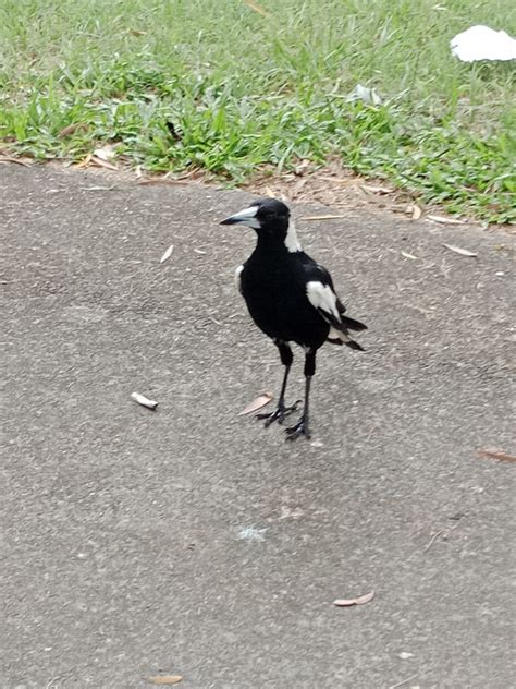 Australian Magpie From Wynnum West Au Ql Au On January At