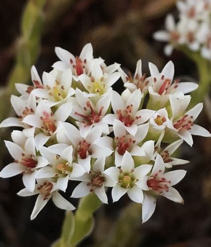 Fringe Stonecrop Crassula Dejecta INaturalist