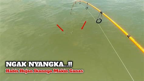 Gak Nyangka Ikannya Makin Ganas Mancing Di Muara Sehabis Hujan