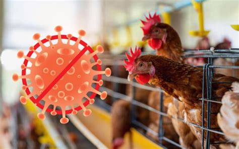 A Comprehensive Guide To Preventing Bird Flu In Poultry Farms