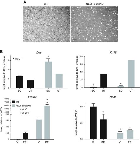 Decidualization Of Cultured Mouse Uterine Stromal Cells A Cultured Download Scientific