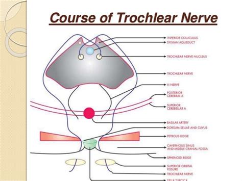 Anatomy of fourth and sixth cranial nerve 06.12.13