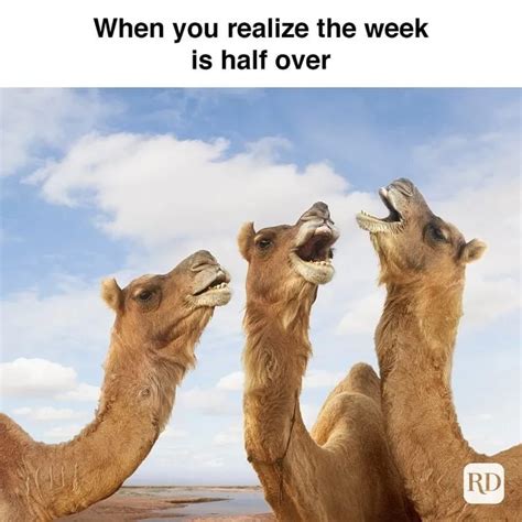 40 Funniest Hump Day Memes To Help You Survive Through Wednesdays