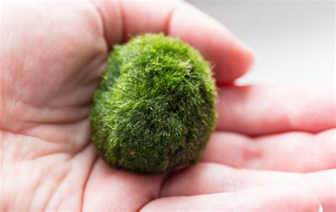 13 Benefits Of The Marimo Moss Ball Pethelpful