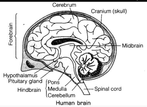 Draw A Flow Chart To Elaborate The Major Parts Or Regions Of Brain