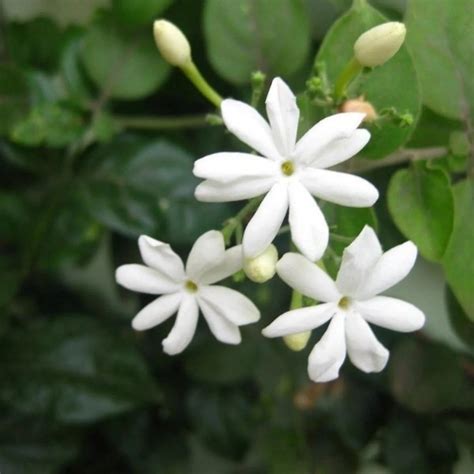 Juhi Jasmine Jasminum Auriculatum Highly Fragrant Flowering Live