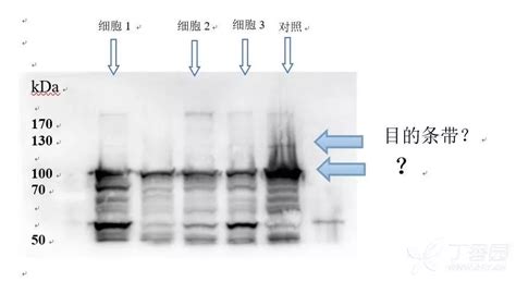 Western Blot条带常见问题分析