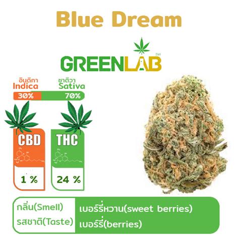 Buy Blue Dream Online at Best Price in Thailand: ThaiGreenLab Shop