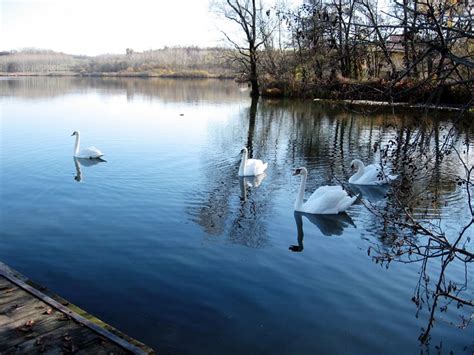 Parco Naturale Del Lago Di Candia Galleria Fotografica Cigni