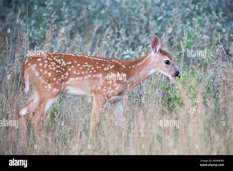 White tailed deer fawn hi-res stock photography and images - Alamy