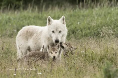 Alaska Denali Wolf Female Photo Tom Walker Photographer