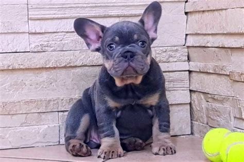 Lilac And Tan Color Frenchies Tomkings Kennel