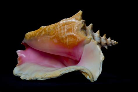 Conch Facts And Beyond Biology Dictionary