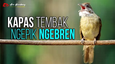 Kapas Tembak Gacor Ngepik Ngebren Pas Buat Masteran Youtube