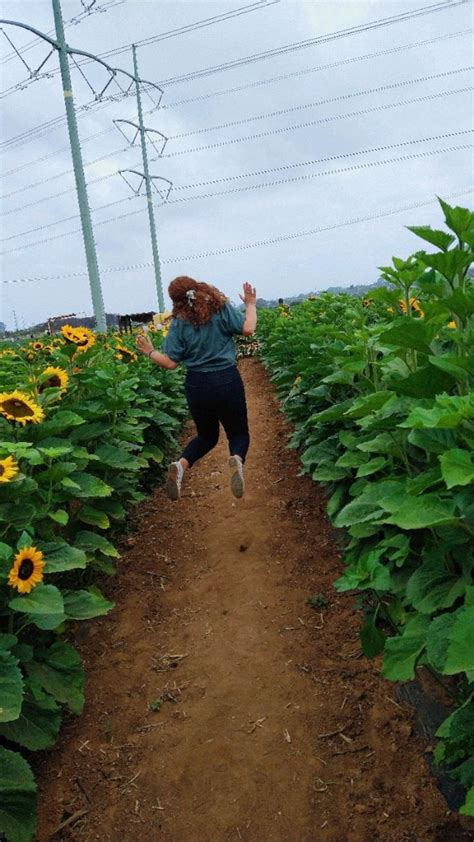 sunflower aesthetic sunflower fields aesthetic pictures flow fields ...