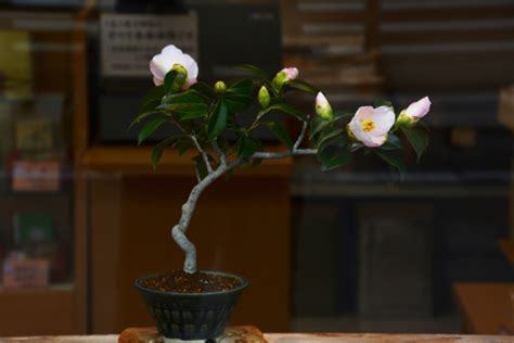 Cuidados de la camelia japónica en maceta Huerto en casa