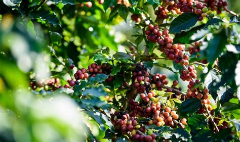 Árbol De Café Con Grano De Café En La Plantación De Café Foto Premium