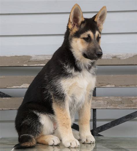 German Shepherd Siberian Husky Mix For Sale Millersburg Oh Female A