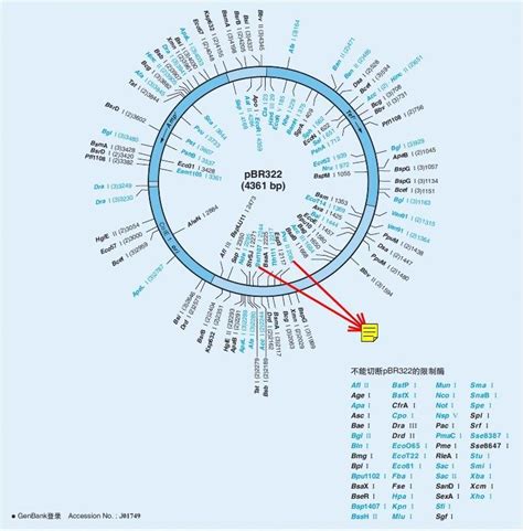 pBR322 DNA的限制酶切位点图 word文档在线阅读与下载 免费文档