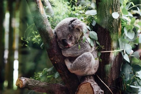 321 Cute and Funny Koala Names - Animal Hype