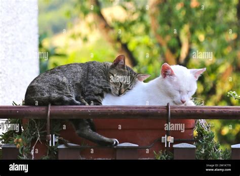 Three Cats Row Hi Res Stock Photography And Images Alamy