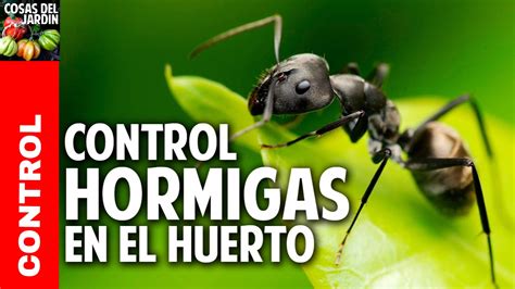 6 Consejos Para Eliminar Las Hormigas Del Jardín Agroislas