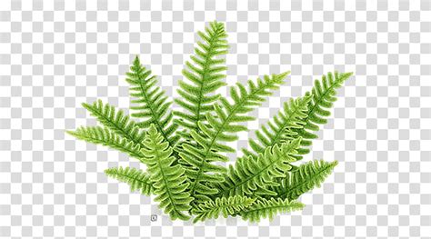 Green Fern Plant Transparent Background Png Clipart Hiclipart