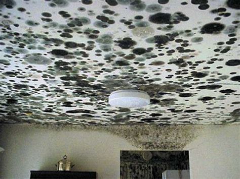 Mold Damage Black Mold Southeast Restoration