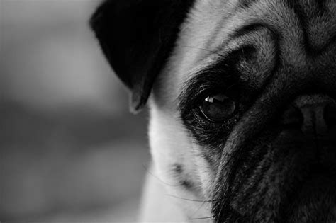 Black Pug Wallpaper - WallpaperSafari