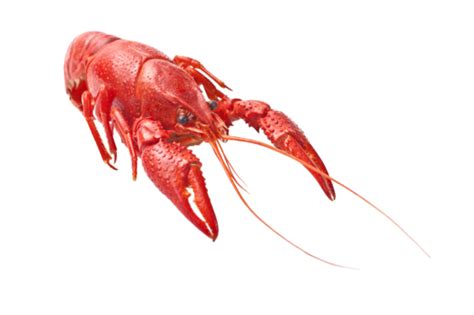 Close Up Lobster PNG Transparent Images Free Download | Vector Files ...