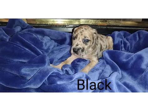 3 male Daniff puppies available in Oklahoma City - Puppies for Sale Near Me